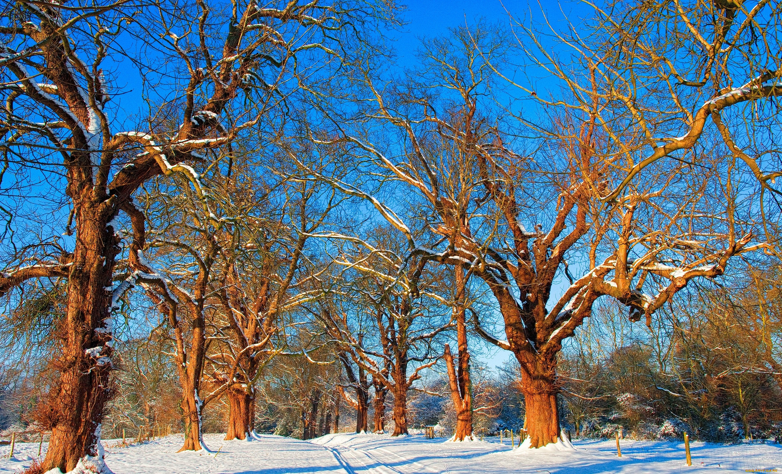 Winter tree. Деревья зимой. Дуб зимой. Лиственные деревья зимой. Развесистое дерево.